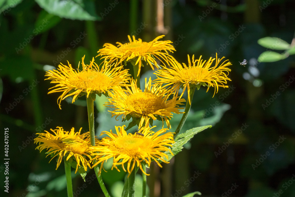 Closeup of Telekia flowers (Telekia speciosa) Closeup of Telekia flowers (Telekia speciosa)