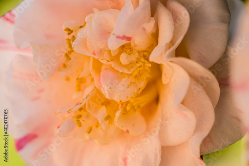 pink camellia flower close up