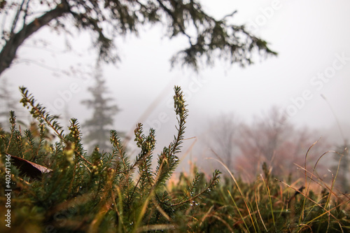 landscape in a foggy forest at autumn