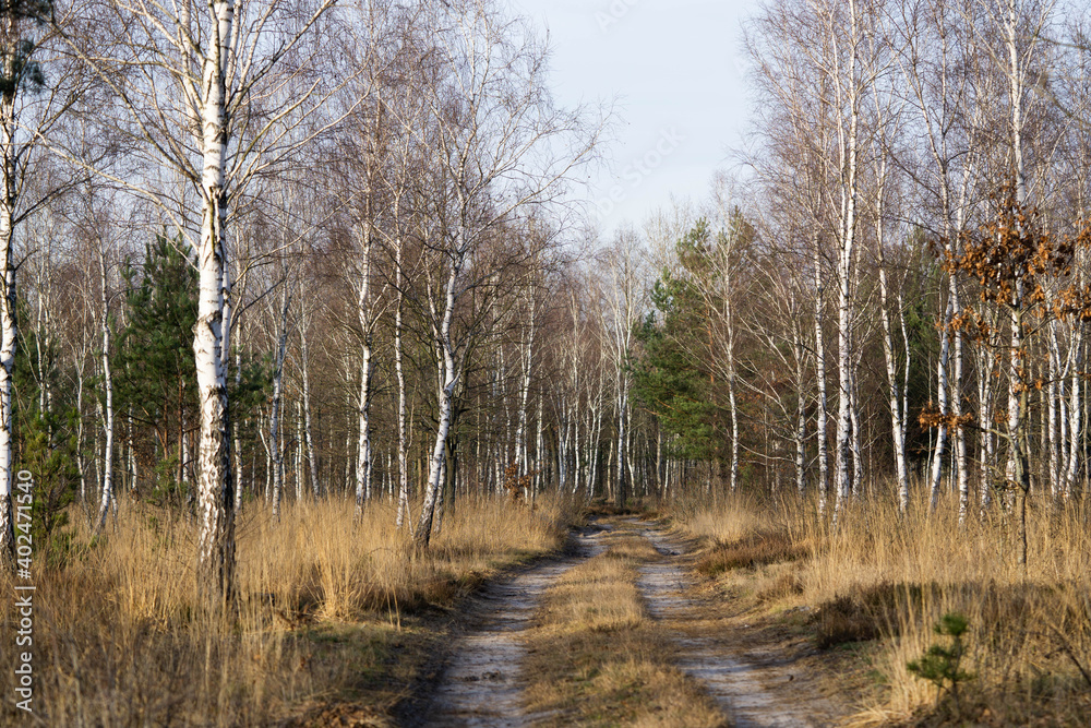 road in a beautiful birch forest, good day