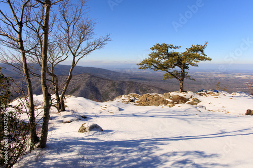 Ravens Roost Overlook – Snow covered summit with lone pine tree over Blue Ridge Mountains and Shenandoah Valley