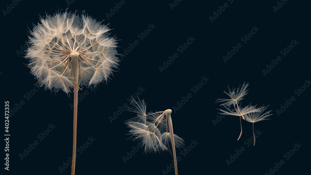 dandelion and its flying seeds on a dark blue background