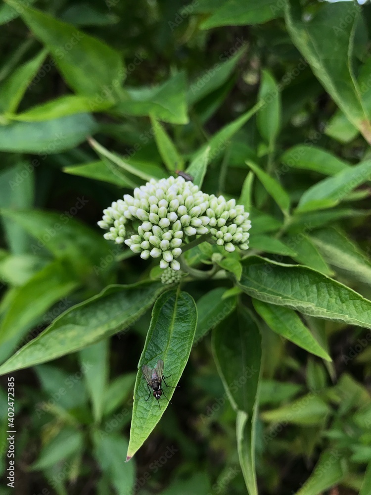 Obraz premium White flower with fly