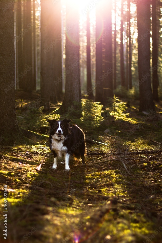 Fototapeta premium portrait of a black and white border collie at orange sunrise