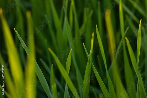 The fresh green grass. Summer naure background