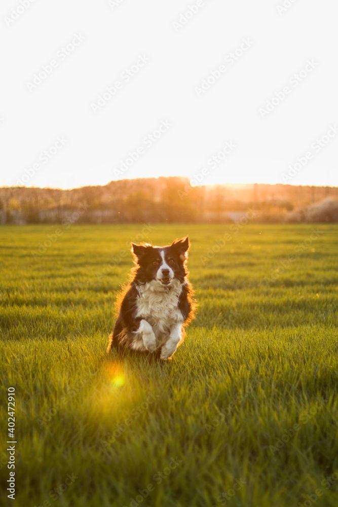 dog- border collie on a spring meadow