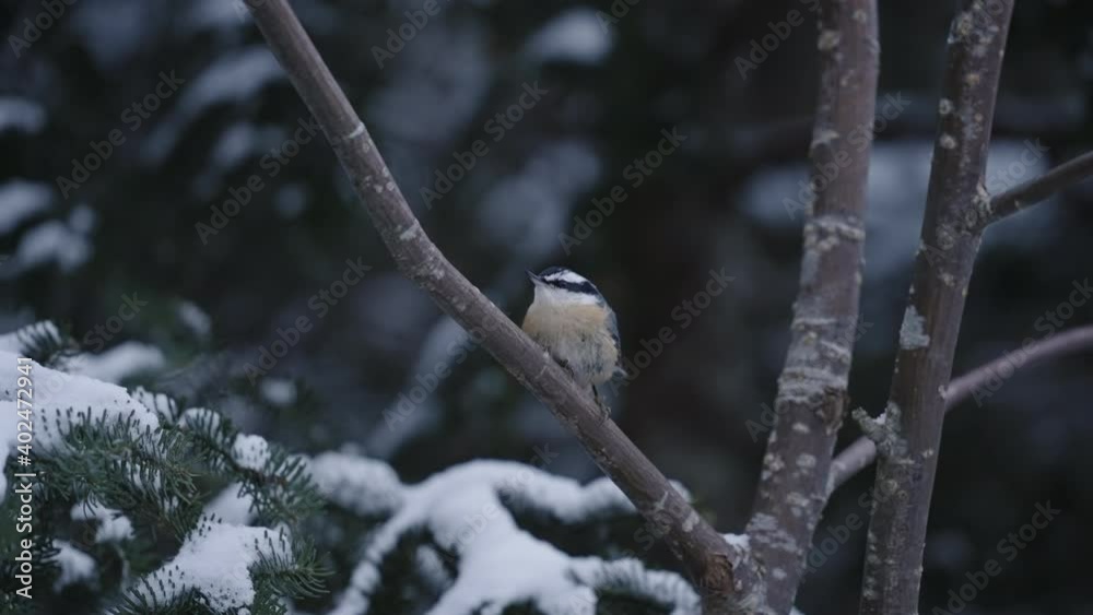 Eurasian Nuthatch Sitting On Tree Branch In Winter Looking Around And Flies Away - wide shot