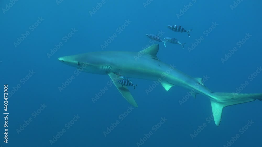 Blue shark passing in front of the camera accompanied by pilot fishes, boat on the surface in the background Blue shark passing in front of the camera accompanied by pilot fishes, boat on the surface in the background