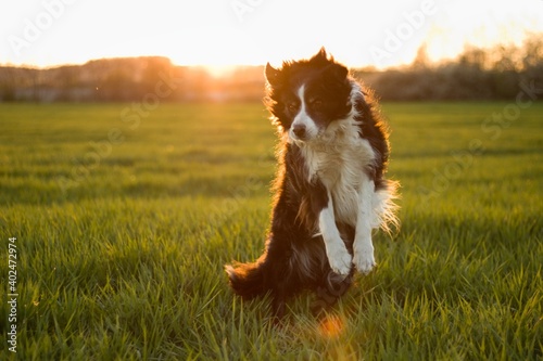 the jumping border collie in the meadow