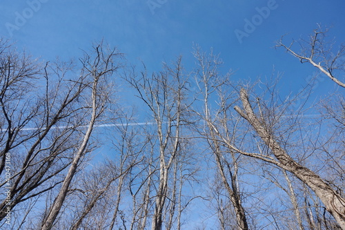Treetops Contrails and Sky in Winter