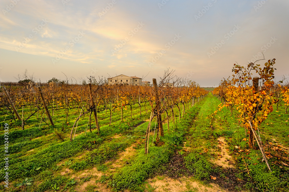 Obraz premium Vineyards in the municipality of Cirò Marina, District of Crotone; Calabria; Italy; Europe.