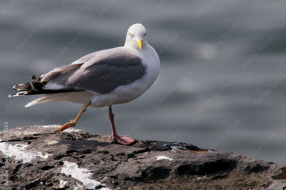 Mittelmeermoewe ( Larus michahellis )