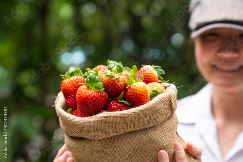 fresh strawberries at farm photo