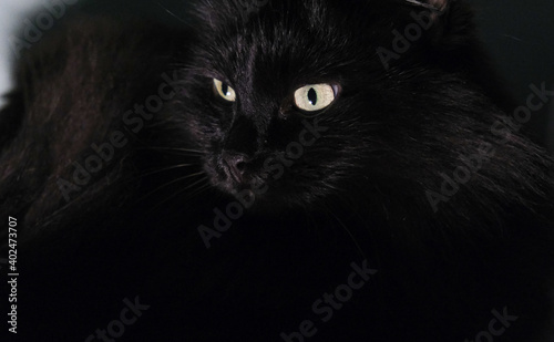 Fototapeta Naklejka Na Ścianę i Meble -  black cat with very bright yellow eyes, watching carefully
