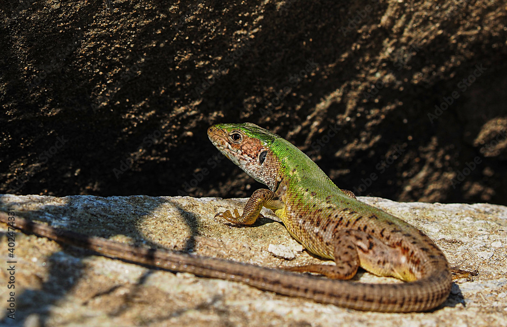 Smaragdeidechse, Lacerta viridis, Eidechse Smaragdeidechse, Lacerta viridis, Eidechse