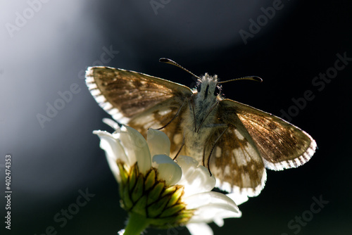 Wuerfelfalter (Riodininae) photo