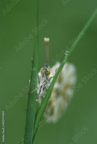 Aurorafalter ( Anthocaris cardamines ) photo