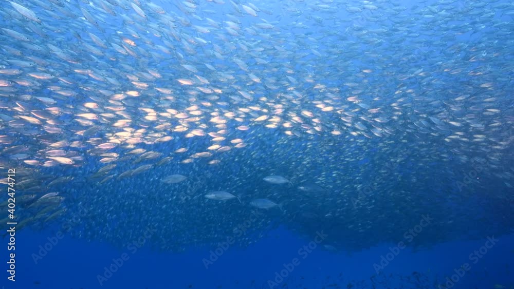 Hunting Blue Runner in bait ball, school of fish in turquoise water of coral reef in Caribbean Sea, Curacao Hunting Blue Runner in bait ball, school of fish in turquoise water of coral reef in Caribbean Sea, Curacao