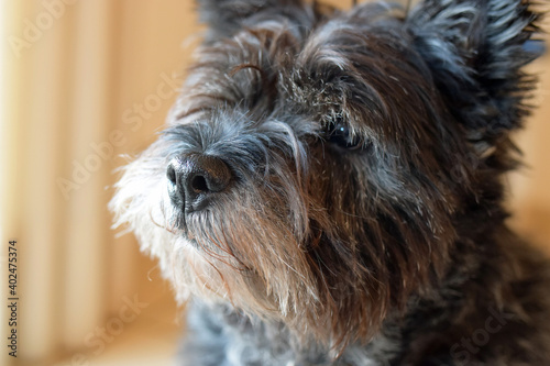 Cuadro en lienzo Versonnen blickender alter Cairn-Terrier