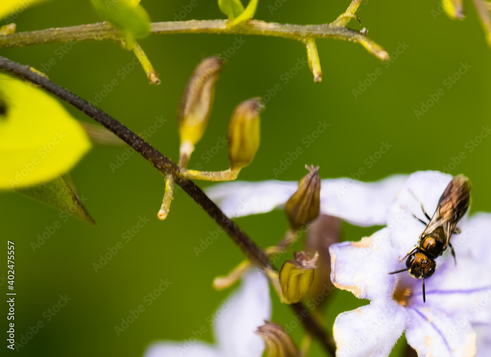 Bee on the flower. Bee on the flower.