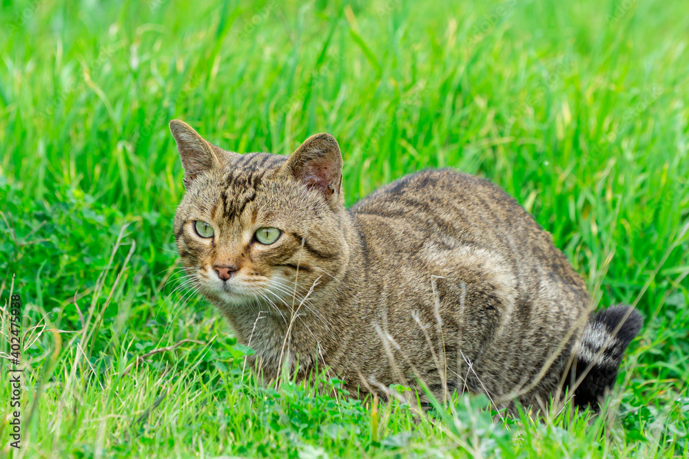 cat in grass cat in grass