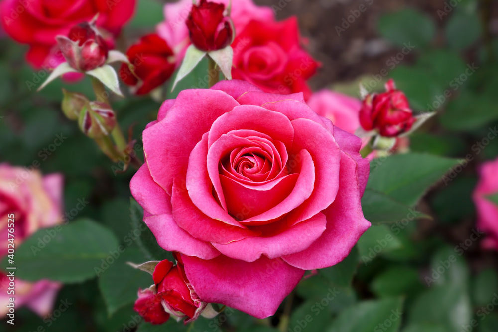 Beautiful perfect rose as a close-up. Beautiful perfect rose as a close-up.