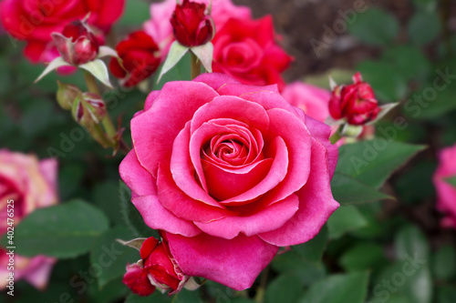 Beautiful perfect rose as a close-up.