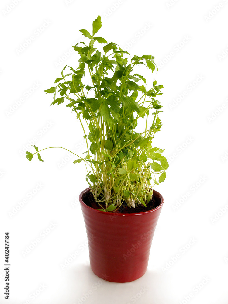 fresh lovage herb in a pot fresh lovage herb in a pot