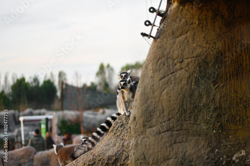 lemurs in the rock - eskişehir zoo