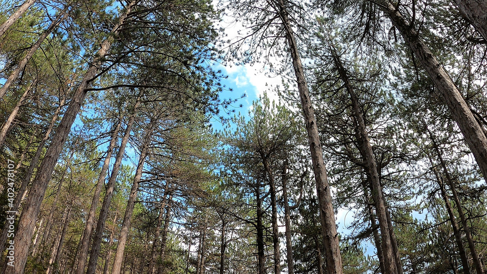 Fototapeta premium Alberi sconfinati