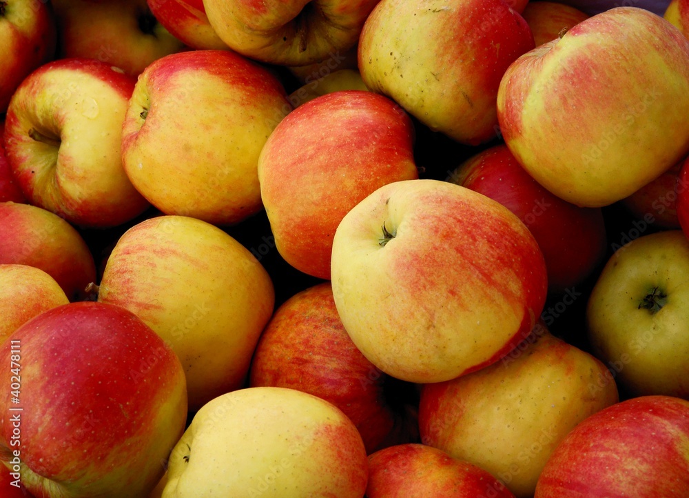 multicolor tasty appples as wholesome fruits close up multicolor tasty appples as wholesome fruits close up