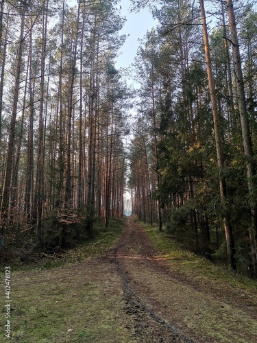 path in the woods