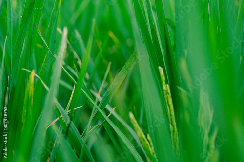 Green paddy close up. Green ears of rice in rice fields and soft focus