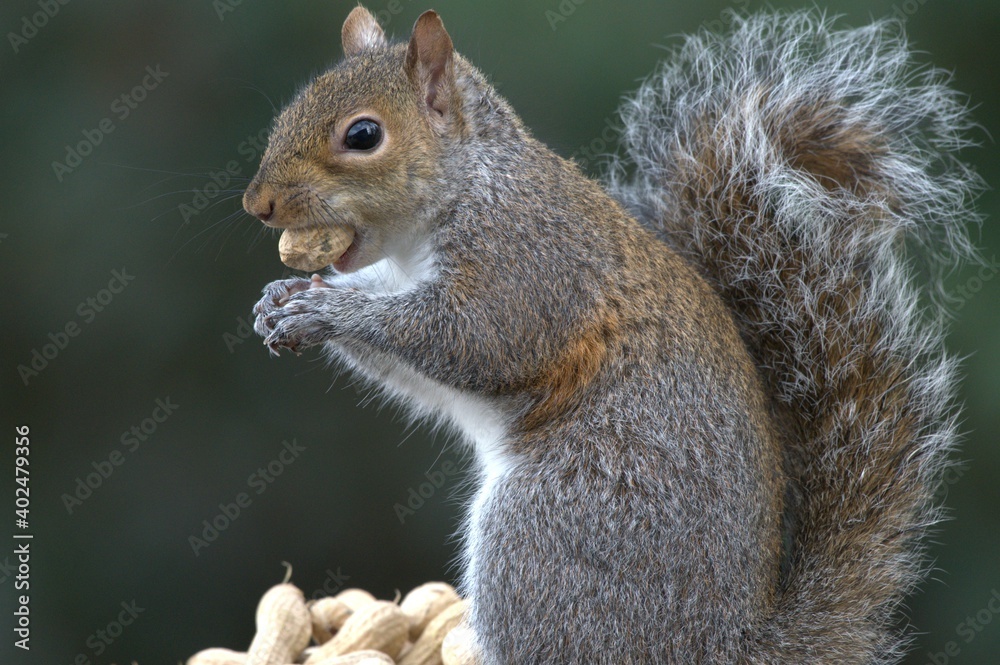 Young squirrel eating a peanut Young squirrel eating a peanut