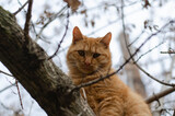 Ginger cat sits on a tree. The street cat is walking.