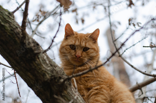 Ginger cat sits on a tree. The street cat is walking. © Ярослав Марценюк