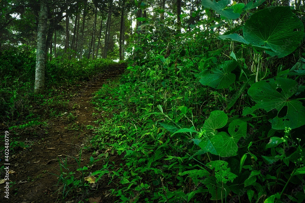 camino en bosque 2