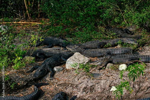 Group of Alligators in Florida
