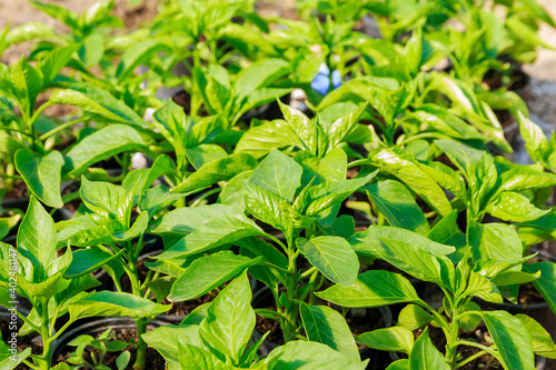 Green young bell pepper seedlings before planting. Organic farming. Growing vegetables.