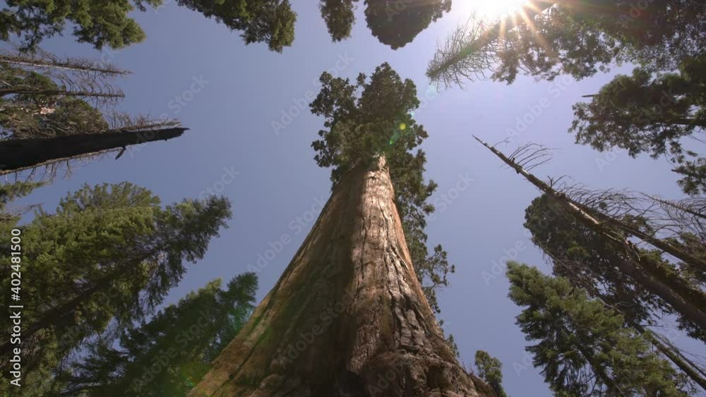 Sequoia Trees Dolly And Pan Shot Sequoia National Park Sierra Nevada Mountains California 09