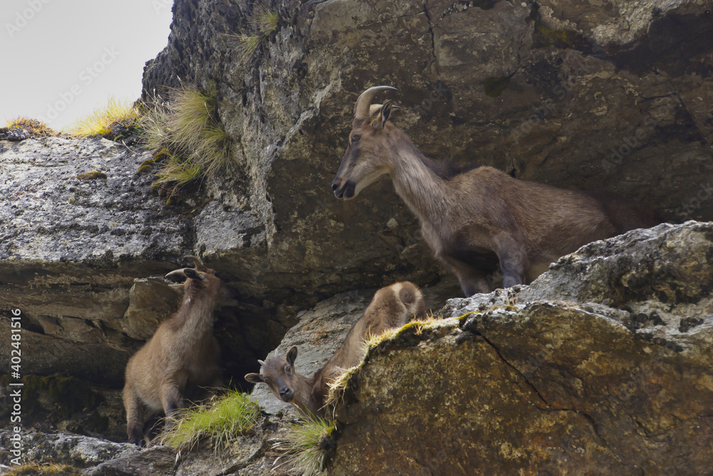 Himalayan Tahr (Hemitragus Jemlahicus) standing on a cliff around Kyangjuma in the Everest area. Himalayan Tahr (Hemitragus Jemlahicus) standing on a cliff around Kyangjuma in the Everest area.