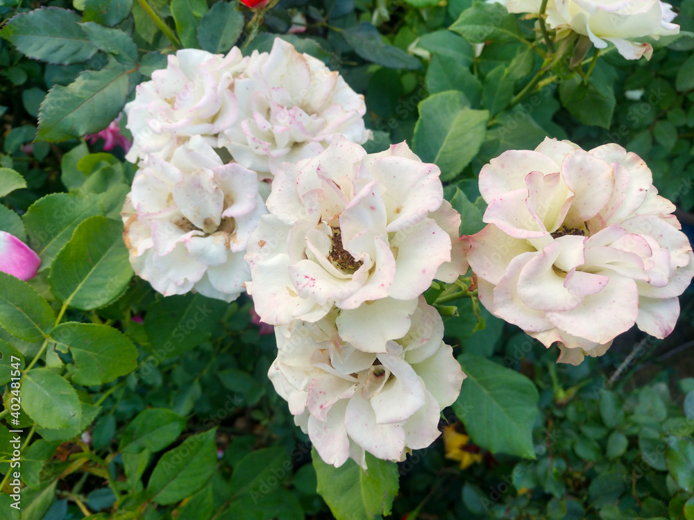 beautiful white rose flower in garden beautiful white rose flower in garden