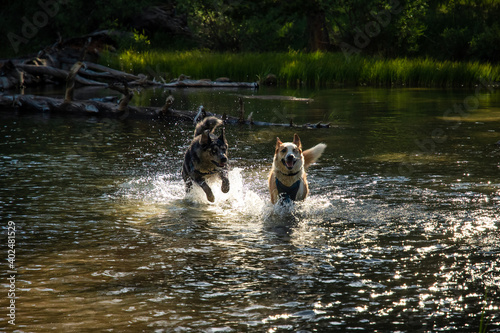 Canvas Print Two dogs playing in a mountain lake