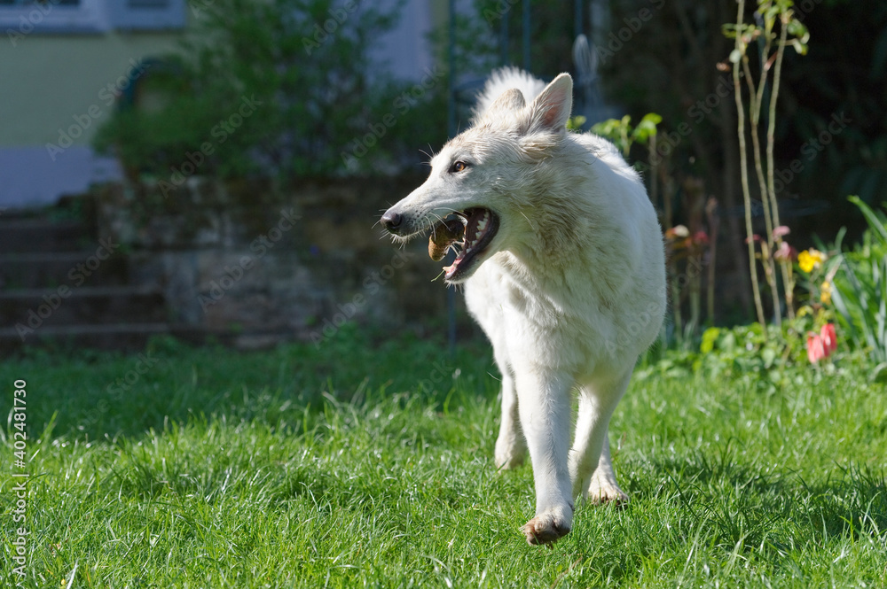 Weißer Schäferhund mit Tannenzapfen Weißer Schäferhund mit Tannenzapfen