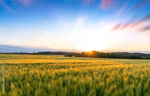 Fototapeta Naklejka Na Ścianę i Meble -  Sunset over wheat field