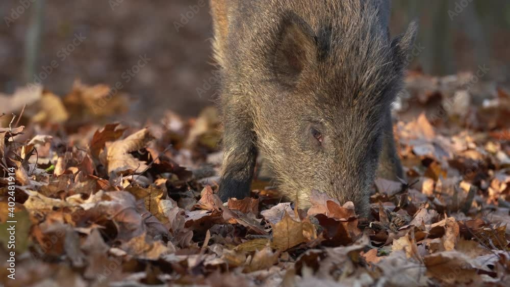 Closeup young wild boar Sus scrofa calm piggy looking for nutriment in dark woods. Wildlife tranquil scene of long furry animal. Strong nose and well smell sense to search food for omnivorous mammal