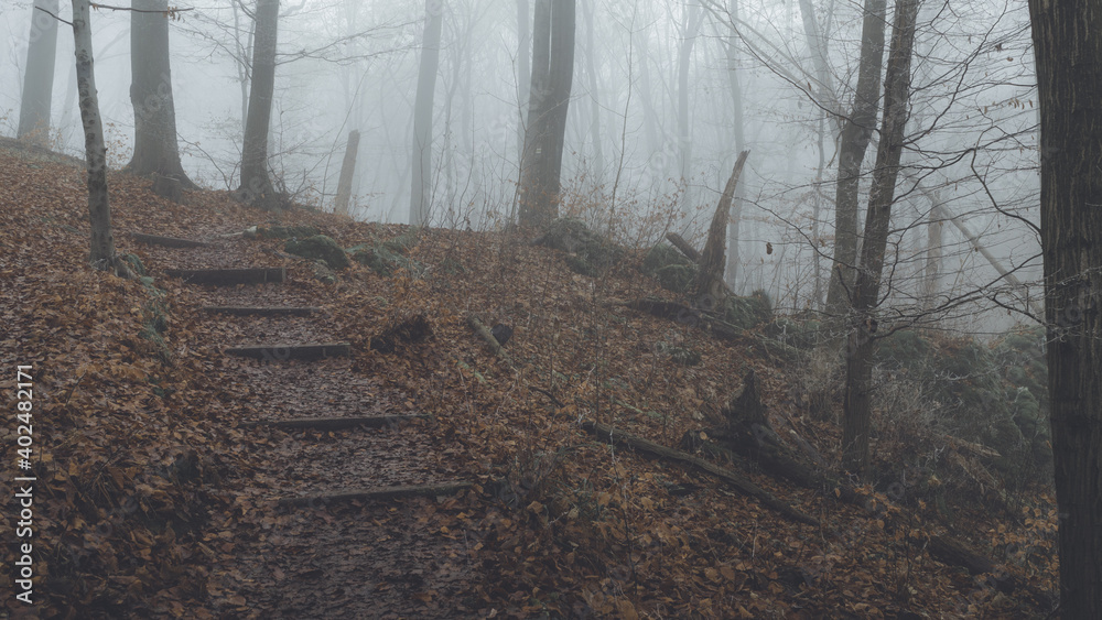 Obraz premium Las Wolski w Krakowie we mgle