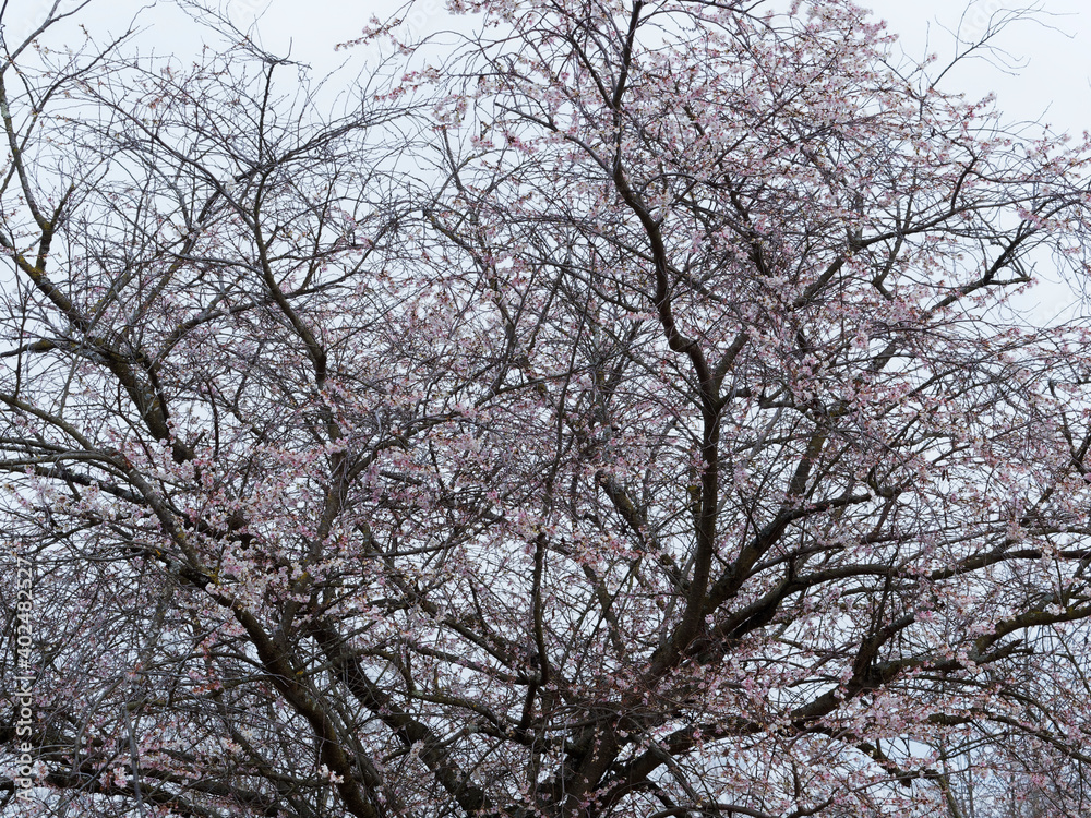 (Prunus subhirtella) Floraison gracieuse et décorative du cerisier du Japon 'Autumnalis' sur branches nues en période hivernale (Prunus subhirtella) Floraison gracieuse et décorative du cerisier du Japon 'Autumnalis' sur branches nues en période hivernale