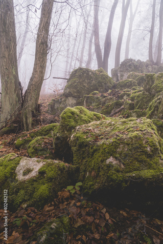 Porośnięte mchem skały w lesie Wolskim w Krakowie