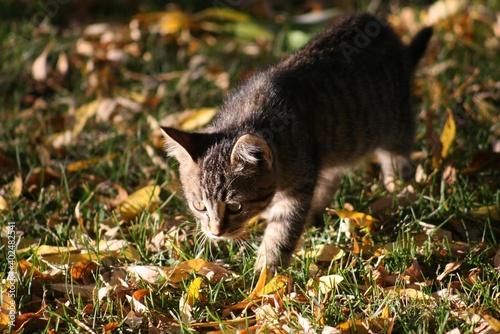 Cat on the prowl with the fall landscape